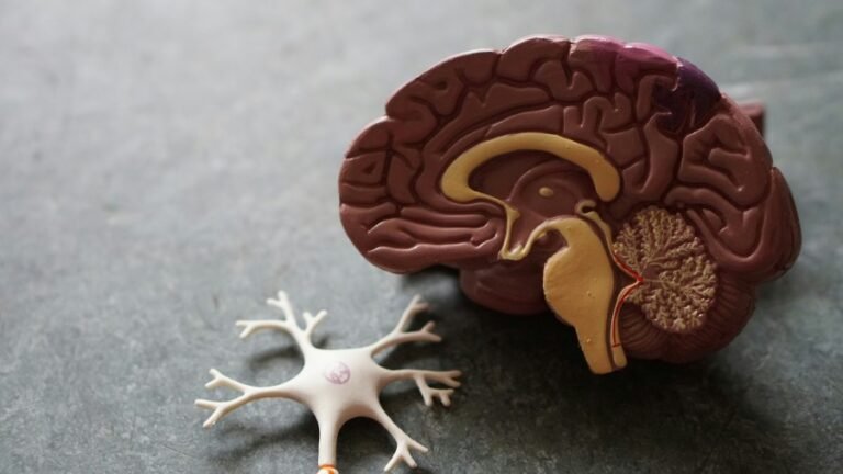 Brain and neuron model illustrating the nervous system and neurotherapy