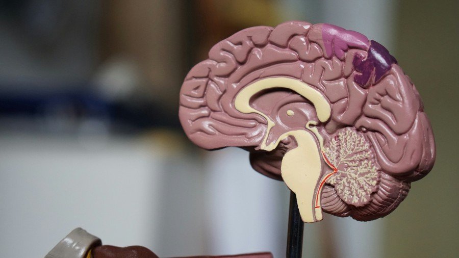 Side view of a human brain model showing the cerebrum, cerebellum, brainstem, and internal structures.